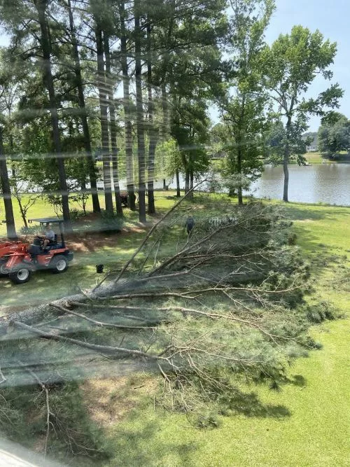 Eddie was incredible to work with. I called to inquire about removing a large dead tree in my back yard and stump removal