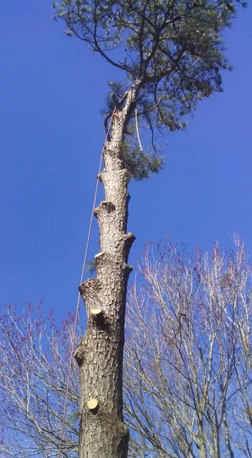 We had a hurricane and lost a large pine that was over 120’ tall