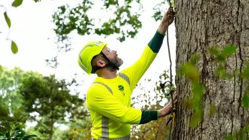 The arborist,Vince, was very knowledgeable of our situation and our desire to save our trees