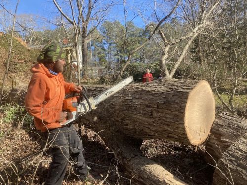  alt='I was needing a tricky tree removal with a previously fallen tree leaning on a healthy tree'