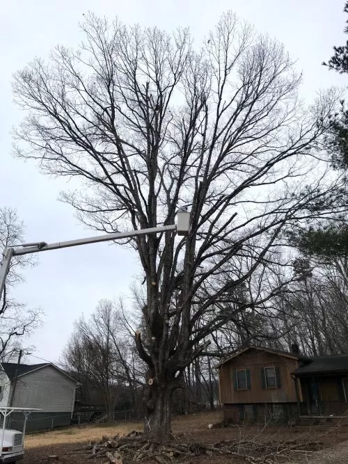 Having large trees can be a blessing and a burden. Mine were beautiful but starting to worry me, so I called Mike with Tree