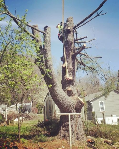  alt='Very professional tree care provider that has a real passion for their craft and an extreme depth of knowledge and'