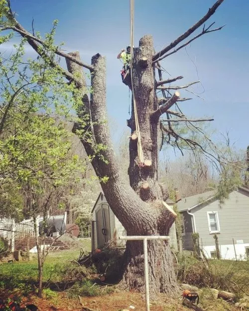 Very professional tree care provider that has a real passion for their craft and an extreme depth of knowledge and