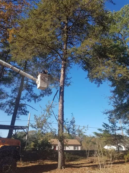 Alex came and removed a rotten tree close to our house. He was very knowledgeable and safety conscious