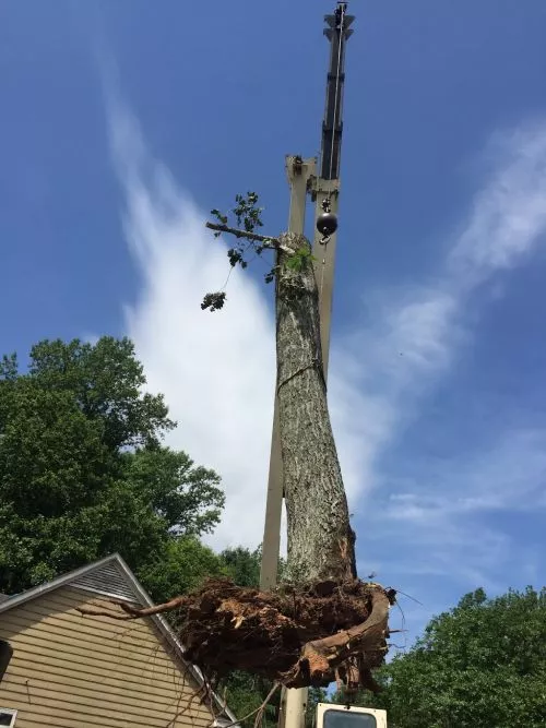 We had part of an elm fall on top of our car and within feet of our home