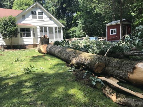  alt='Brian was wonderful to work with. Very precise in taking down our trees near our home and septic'