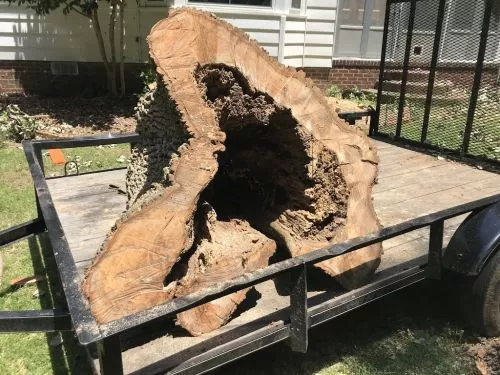 Brian came and removed a large pine from my back yard. I needed it removed quickly for a new fence that was being put in