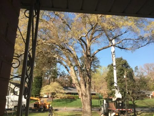 We had a huge Bradford Pear tree removed. Carolina Tree offered the best price, the workers were polite, explained their