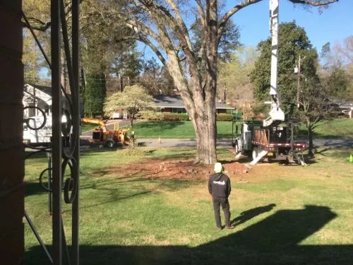 David Whitley came to our house to look at trees in our yard. We have 4 or 5 huge trees and one that has a pretty