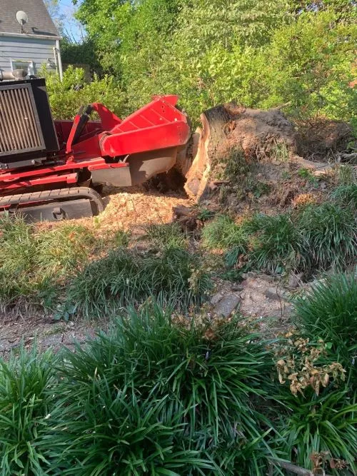 Lowder"s came to grind the stump from a tree we had removed. He works well with the Preserve a Tree team to remove the