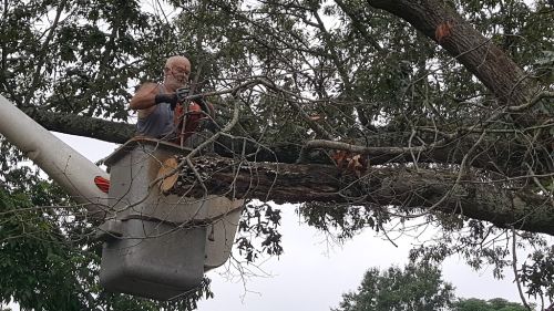  alt='I hired these guys to take down a huge tree in my back yard in an area very close to my garage and my fence, very tight'