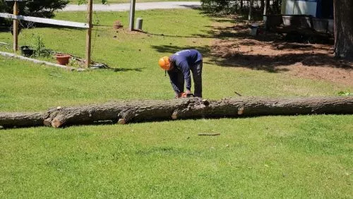 Wallace Teel removed 6 pine trees and roots from our property. He did a fantastic job. My wife and I are very pleased