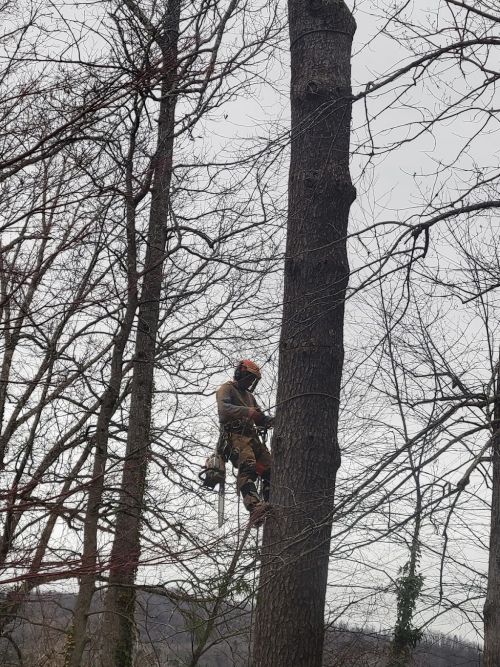  alt='After four companies were interviewed, we are so thankful we chose Burn’s Tree and Crane to remove four huge trees in'