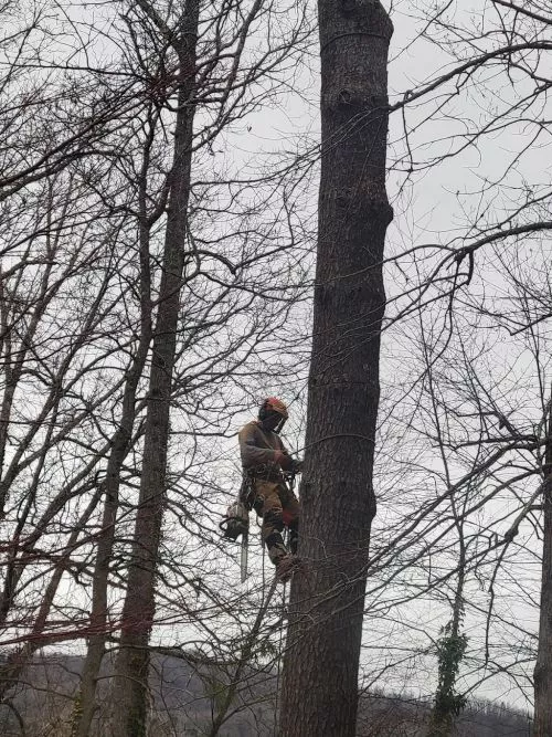 Adrian, Garrett, and crew did a fantastic job for us, removing 6 trees and trimming a couple more