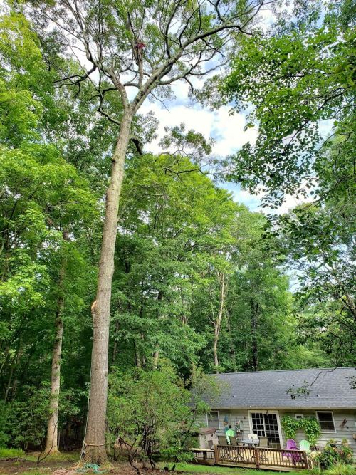  alt='Marvin and his team with Marsam Tree Service removed a pine tree that was at least 60 ft tall with a split trunk'