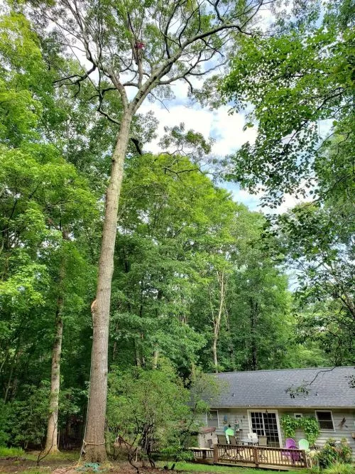 Marvin and his team with Marsam Tree Service removed a pine tree that was at least 60 ft tall with a split trunk