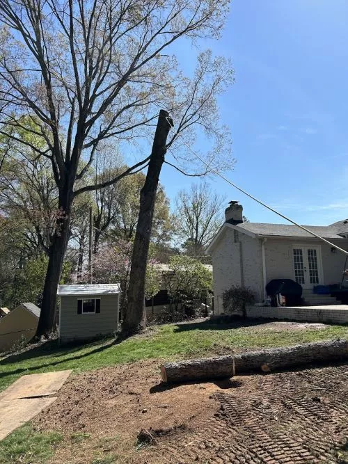 Queen City Tree Service did a fantastic job pruning my Crape Myrtle tree