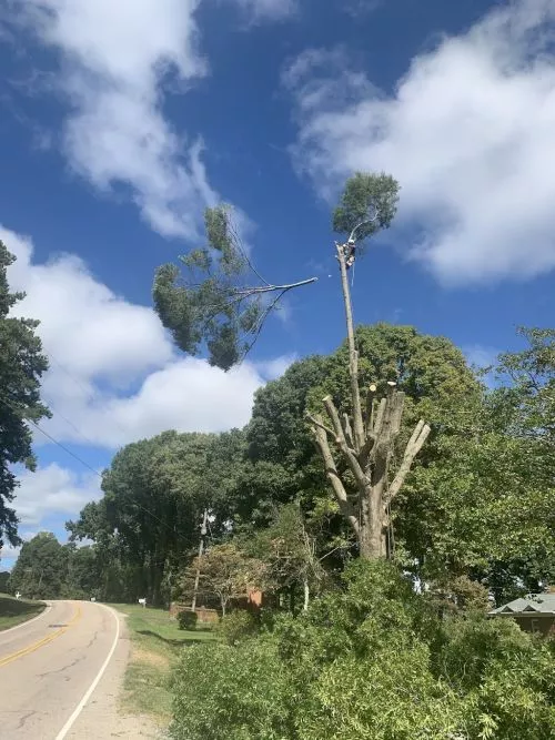We contracted E B Tree Services to handle many large trees in my parents yard and they went above and beyond to make sure