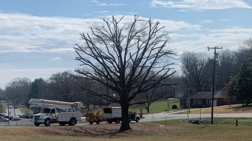  alt='This crew came to remove trees and grind a few stumps at our new house'