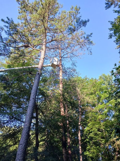  alt='The owner is very knowledgeable about tree work and has a lifetime of hard work invested in his efforts to get the job done'