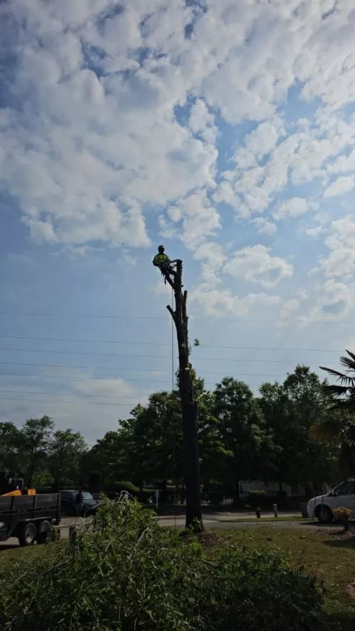 I have used Montana Tree Service several times around our new home in Angier, NC