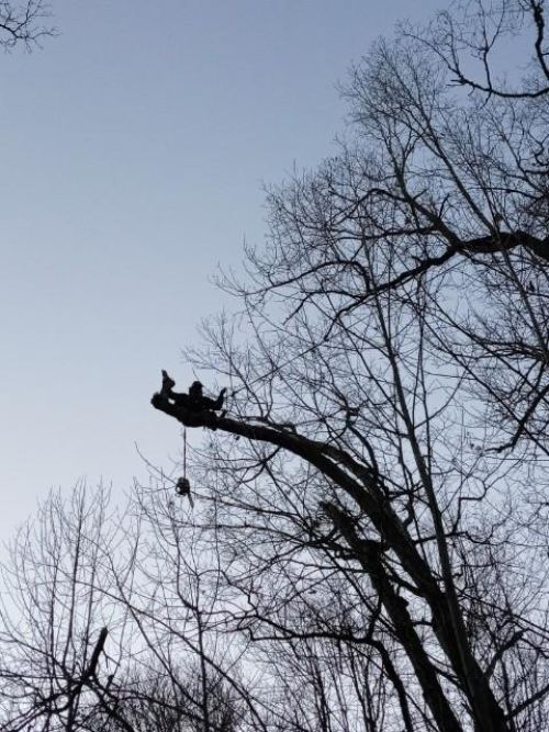  alt='We had Ben and his crew trim some trees for us to open up a long range mountain View that had gotten overgrown and they did'