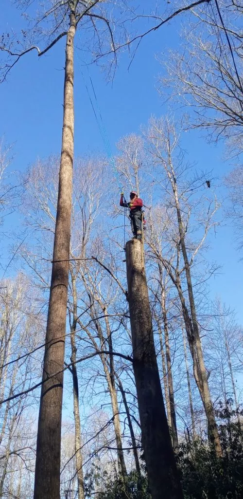 We had Ben and his crew trim some trees for us to open up a long range mountain View that had gotten overgrown and they did