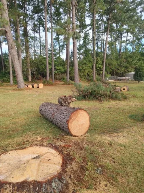 Coastal lumberjacks were very professional. I highly recommend them did a great job dropping my trees and cleaning up the