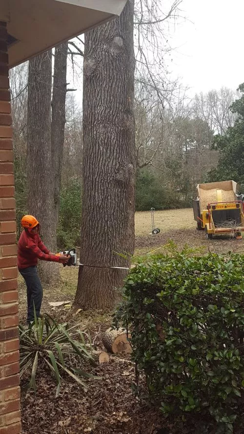 I highly recommend My Crew Tree Service for the excellent job they did removing four very large trees and grinding the