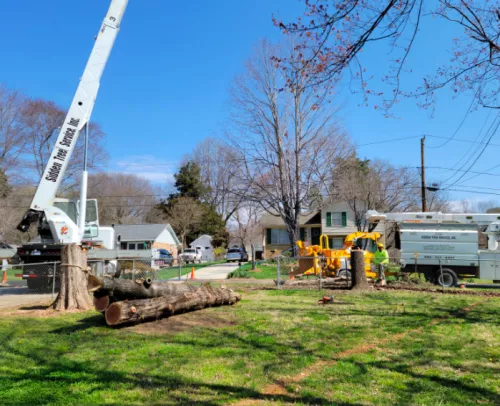 I would highly recommend Sidden Tree Service! James, his wife, and the whole crew were great to work with