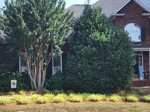 I had nova tree cut down 2 trees in my yard. These were big trees in my back yard. Limited equipment could be used