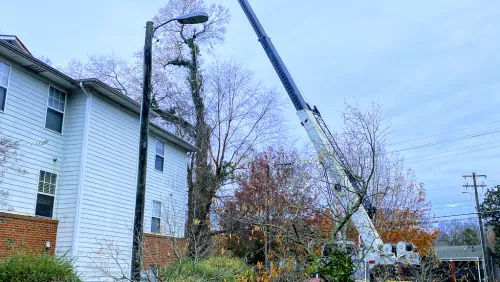 I highly recommend this tree service they came in and took down five huge trees, and trim some trees. Prices are very fair