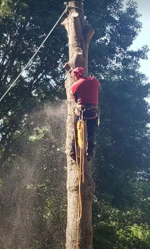 Have used Mark and his crew a couple times now for some large trees that needed removal