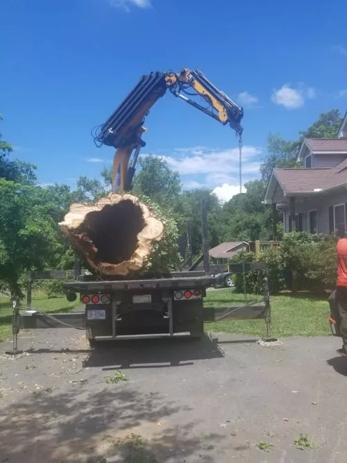 "Asheville Arborists has been an invaluable asset to our community, and their dedication to making a positive impact is