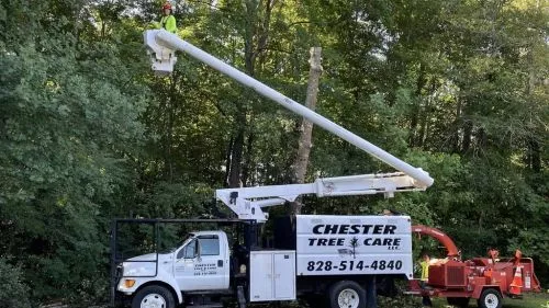 Chester Tree Care LLC is The most professional tree service company and highly recommend them for any tree service needs