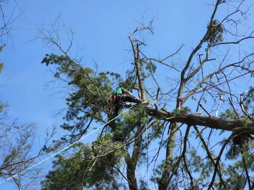 Andrew is amazing. On time, efficient, super talented and knowledgeable with all things trees