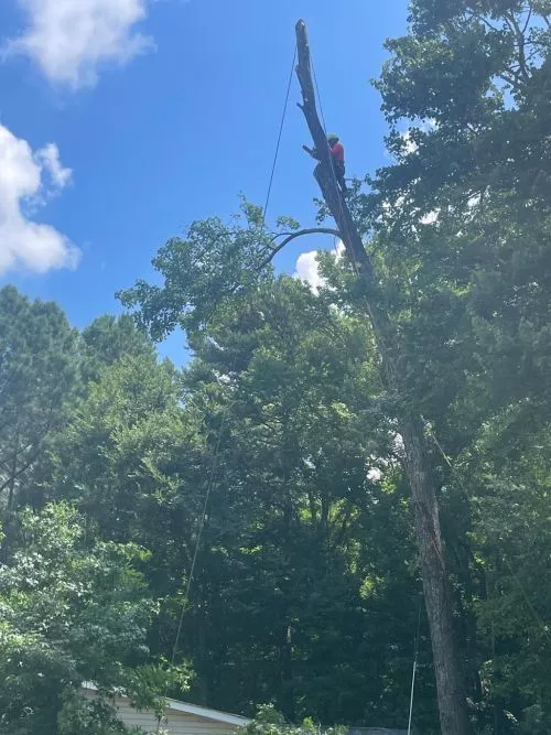 Had a 60 foot pine tree removed from my backyard over the weekend