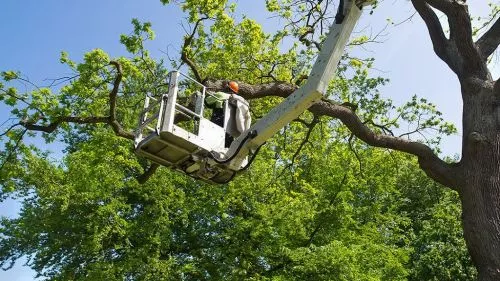 God’s Way is by far the best tree service company I have ever experienced