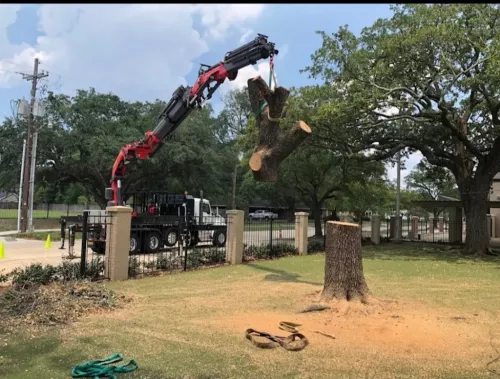 I had them remove 3 large and 4 medium trees from my yard, and they did a phenomenal job