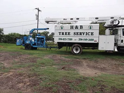 I hired the company to remove some deadwood from our tree and even it out