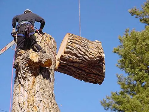 It only took them 1 day to cut tree, but over 2 months to finish the stump grind, then a few weeks to come get the wood, it