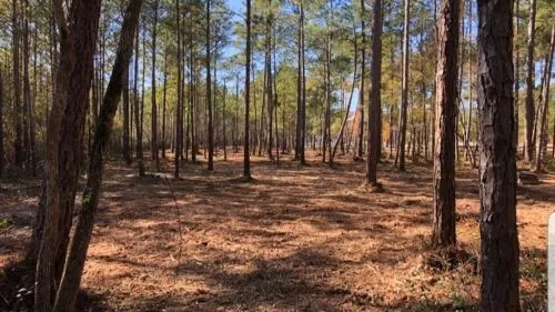 Chris & his son-law did a tremendous job of clearing off the trees and underbrush on our lot