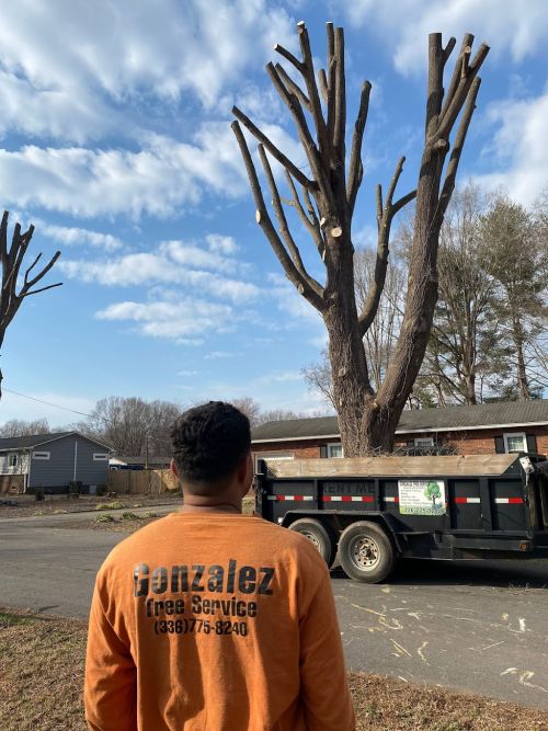  alt='If any one needs tree service better call Gonzalez Tree Service very professional and they get the job done no matter how'