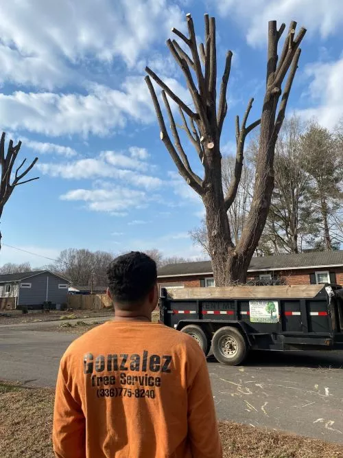 If any one needs tree service better call Gonzalez Tree Service very professional and they get the job done no matter how