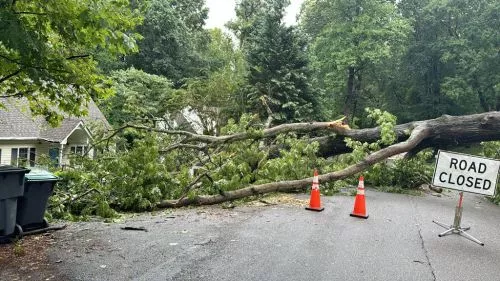 I had a great experience with Premier Tree Service. They helped me remove dangerous limbs hanging over my property after a