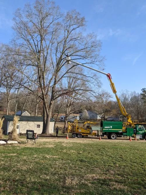 Davey tree gave us a great quote on removing 12 Leyland Cypress trees