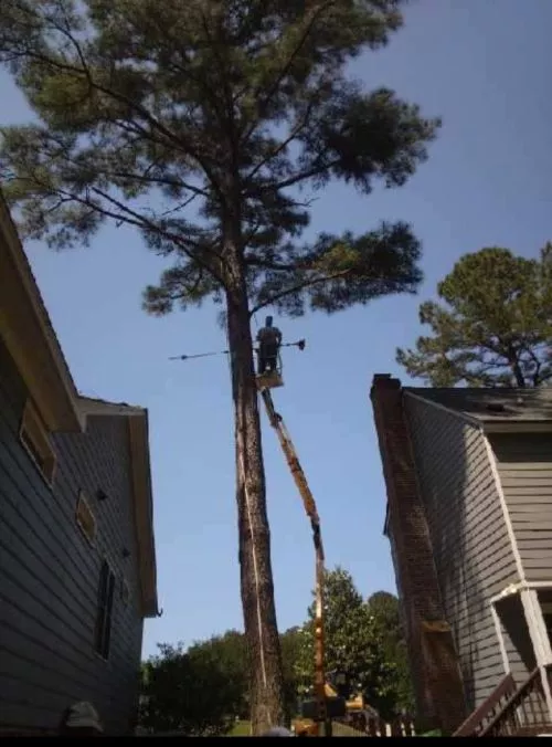 Had trees removed, rant and raved about being insured. They damaged our shed and our fence