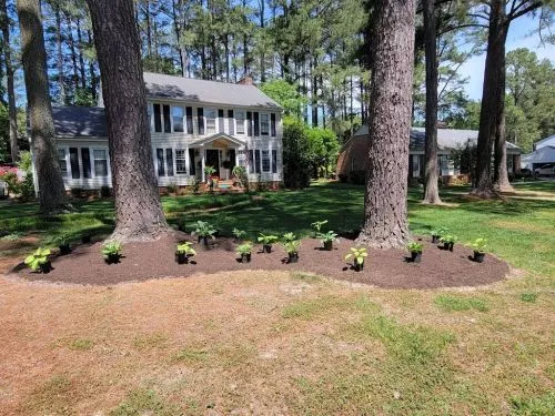 Patrick is amazing. Our lawn went from all weeds and bare areas to lush green carpet