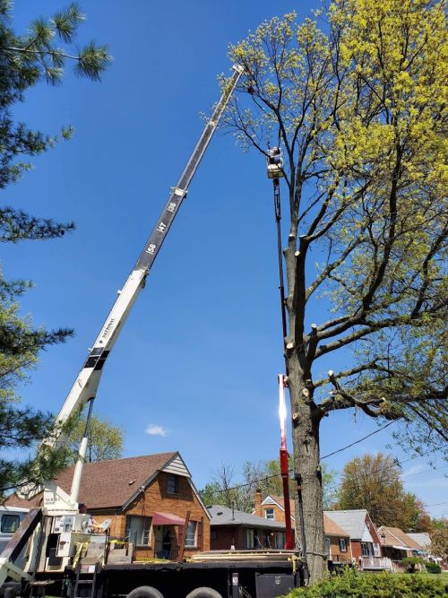  alt='I was very happy with Southern Tree Service Durham. They came quickly and removed a tree from my yard at an affordable'