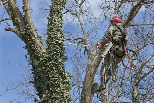 I was very happy with Southern Tree Service Durham. They came quickly and removed a tree from my yard at an affordable